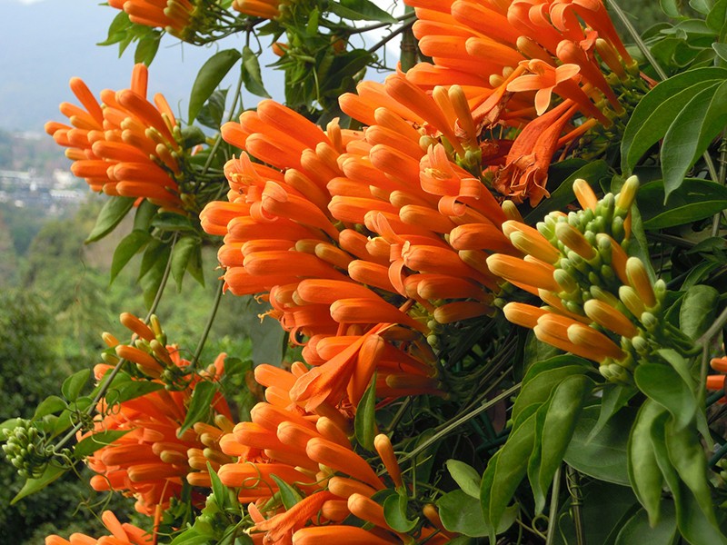 Benefícios da Flor de São João para Vitiligo